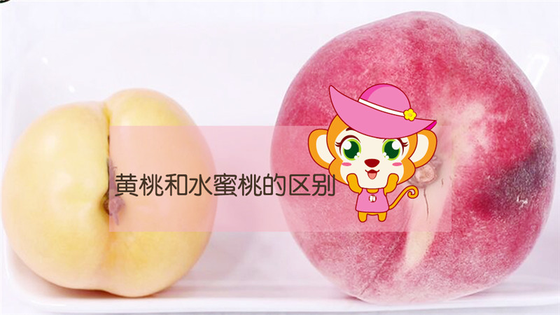 黃桃和水蜜桃的區(qū)別