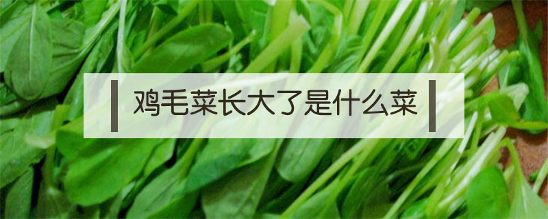 雞毛菜長(zhǎng)大了是什么菜