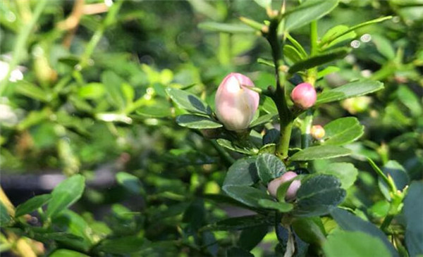 指橙樹什么時候開花，指橙幾年掛果
