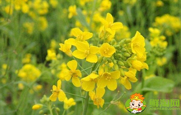 油菜花與油菜是同一個品種嗎，油菜花什么時候開花