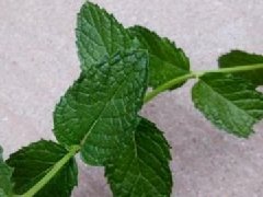 大葉香菜和小葉香菜的區別，大葉十香菜和小葉十香菜哪種好