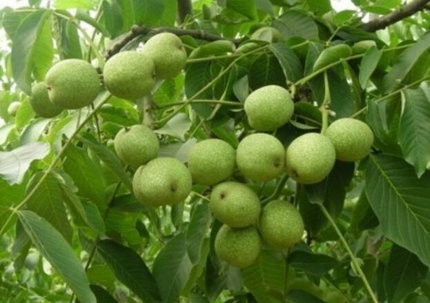 油桃圖片 油桃開花圖片 油桃什么時(shí)候成熟