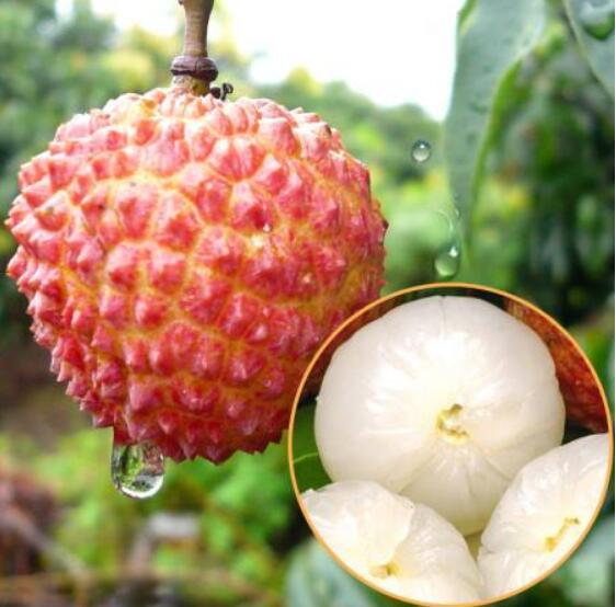 荔枝圖片，荔枝干圖片，荔枝吃多了會(huì)上火嗎