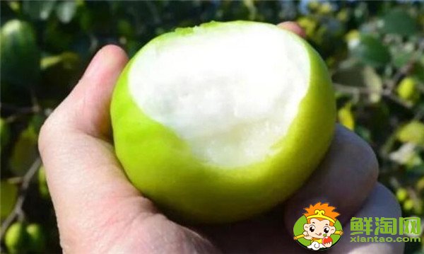 青棗可以減肥嗎，牛奶青棗的營養(yǎng)價值