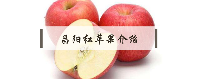 昌陽(yáng)紅蘋果介紹
