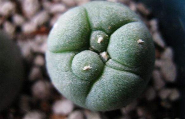 哪種仙人掌果實不能吃，不能吃的仙人掌圖片