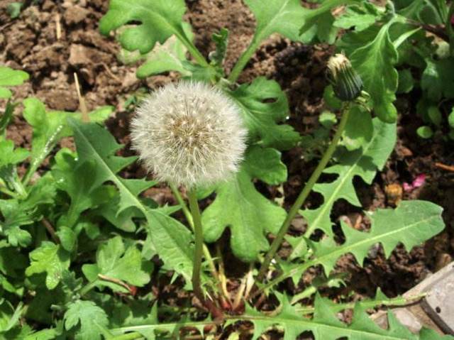 蒲公英茶應該怎么喝，蒲公英泡水一次放幾根