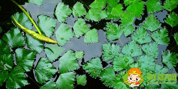 菱角幾月份發(fā)芽，菱角多久能發(fā)芽
