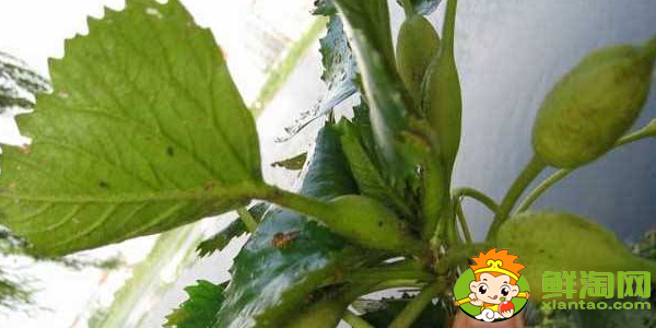 菱角幾月份發(fā)芽，菱角多久能發(fā)芽