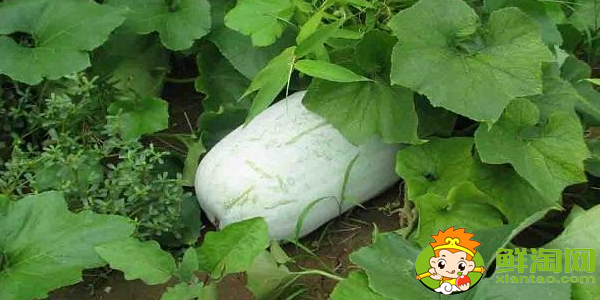 冬瓜什么季節(jié)吃，冬瓜什么時候采摘最好