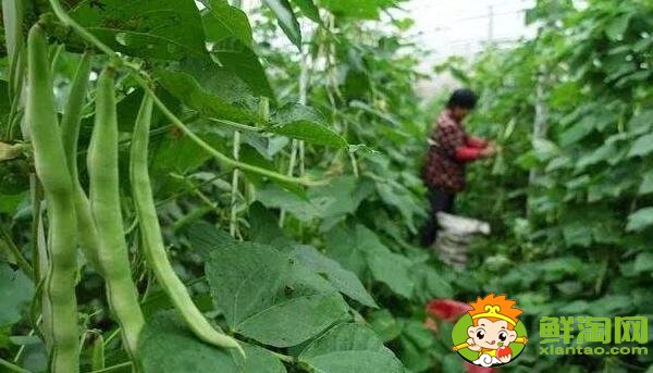 蕓豆是什么季節成熟的蔬菜(夏季)，蕓豆只開花不結果是什么原因