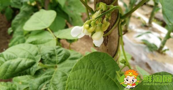 蕓豆是什么季節成熟的蔬菜(夏季)，蕓豆只開花不結果是什么原因