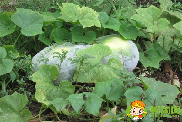冬瓜結(jié)果到成熟要多少天，沒(méi)有成熟的嫩冬瓜能不能吃