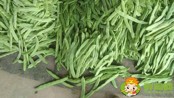 蕓豆長什么樣，蕓豆品種圖片大全