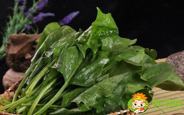 什么月份吃菠菜，菠菜一年能種幾次