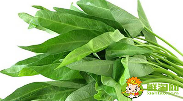 蕹菜又名什么，水雍菜和空心菜的區別