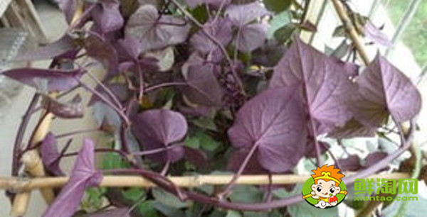 紫色木耳菜能吃嗎，木耳菜結(jié)的果實怎么吃