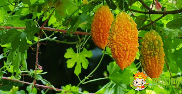 金鈴子果肉里長(zhǎng)的什么蟲(chóng)，金鈴子長(zhǎng)蟲(chóng)子了怎么辦