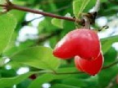 杈杷果陜西可以種嗎，杈杷果可以大規模種植嗎
