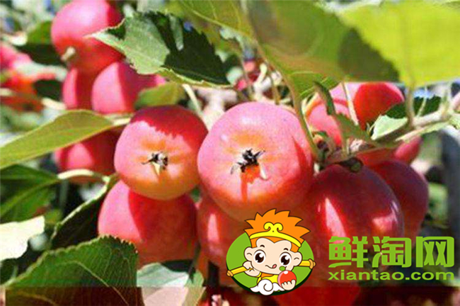 沙果k9是什么品種，沙果123和k9哪個好