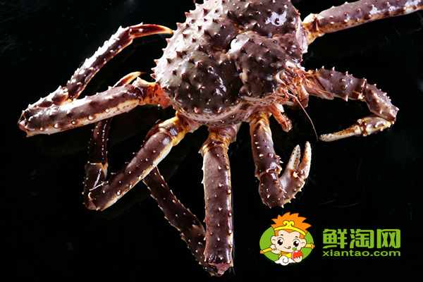 活帝王蟹怎么能養(yǎng)幾天，帝王蟹紅的和藍(lán)哪個(gè)貴