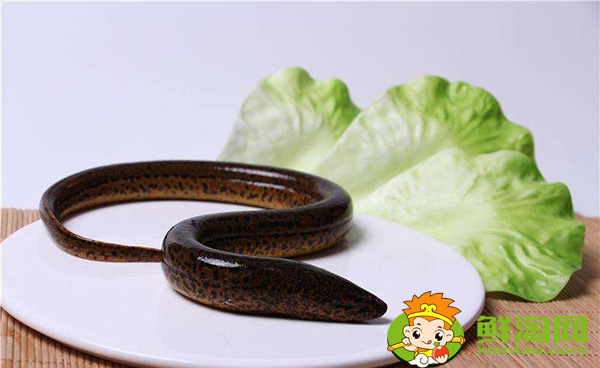 望月鱔和黃鱔的區(qū)別,萬一吃到望月鱔怎么辦