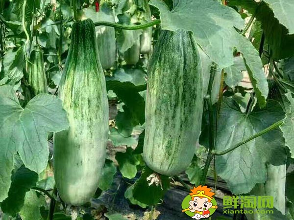 羊角蜜是香瓜的一種嗎，羊角蜜和香瓜的區(qū)別