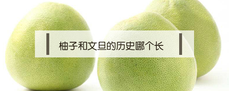 柚子和文旦的歷史哪個(gè)長(zhǎng)