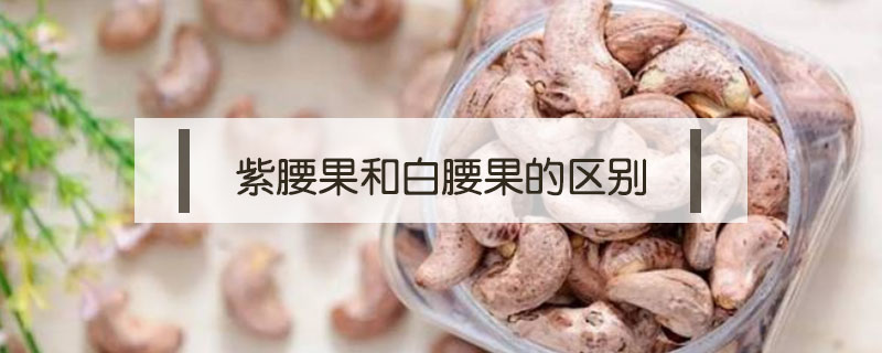 紫腰果和白腰果的區(qū)別