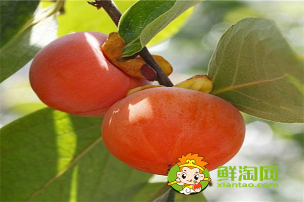 甜柿子吃多了會怎樣，買回來的柿子怎么保存