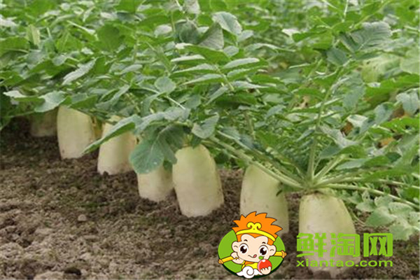 冬天種什么菜比較好，這五種蔬菜不在家中一些可惜了