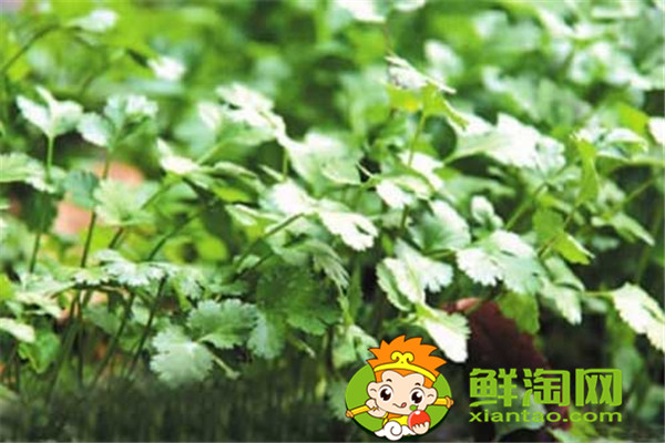 冬天種什么菜比較好，這五種蔬菜不在家中一些可惜了