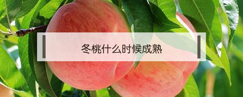冬桃什么時(shí)候成熟