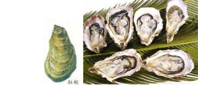 牡蠣和生蠔的外觀區別