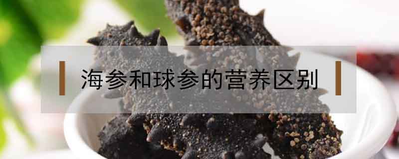 海參和球參的營養區別