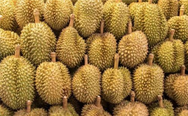 女性吃榴蓮最佳時(shí)間，吃榴蓮會(huì)胖嗎